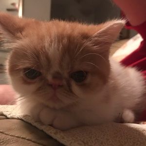 Meet your Posher, Donna